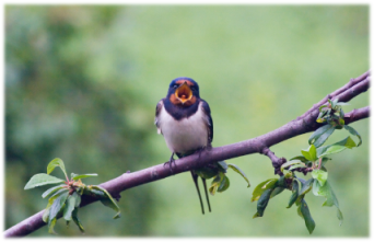 Bird on Branch